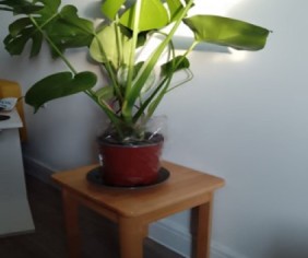 Plants to purify interior air